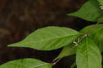 Chinese beautyberry